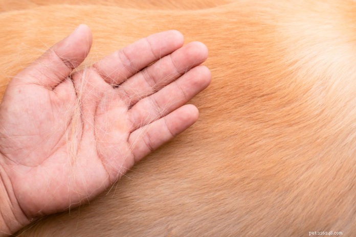 犬や猫が髪を失うのはなぜですか？ 