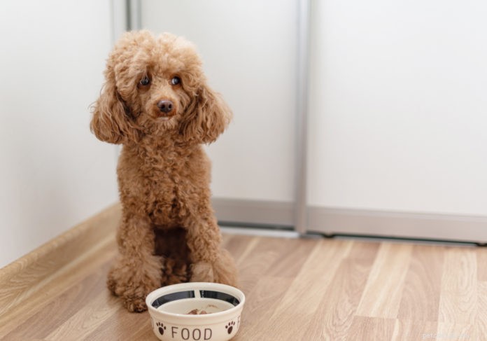 10 anledningar till varför hundar och katter tappar aptiten