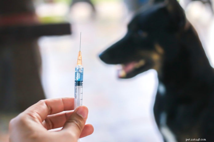 Porozumění vakcinóze u psů a koček