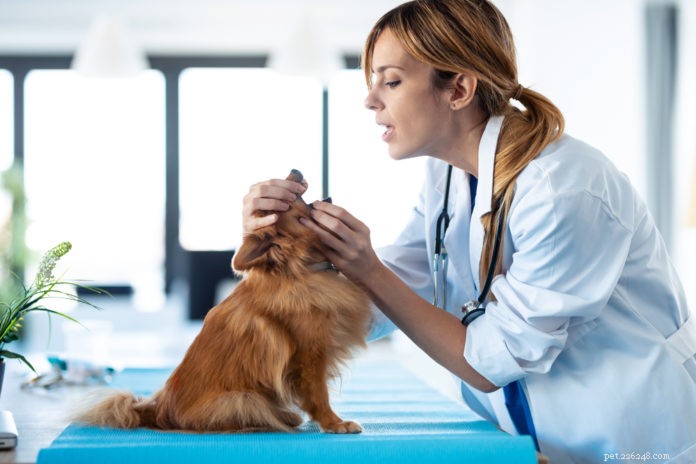 L esame veterinario annuale:cosa aspettarsi