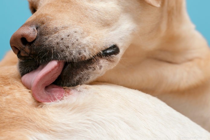Cosa può dirti la pelle del tuo cane o gatto sulla sua salute?