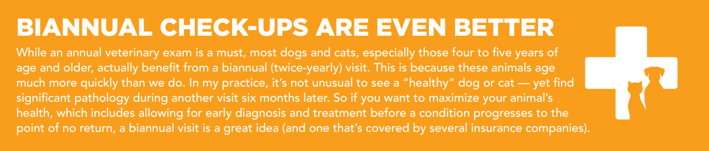 Roční veterinární zkouška – co můžete očekávat