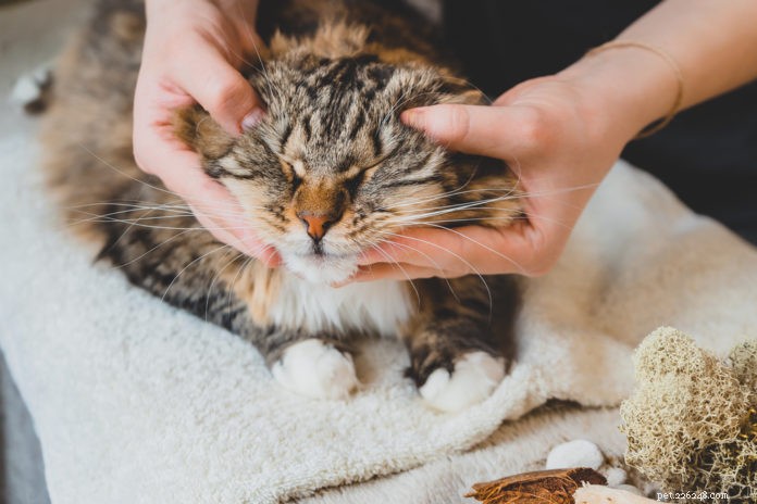 Hoe Tui Na de artritis van uw kat kan verlichten