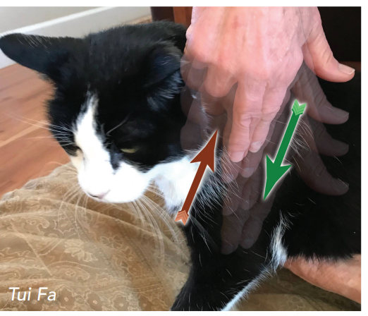 Jak může Tui Na pomoci zmírnit artritidu vaší kočky