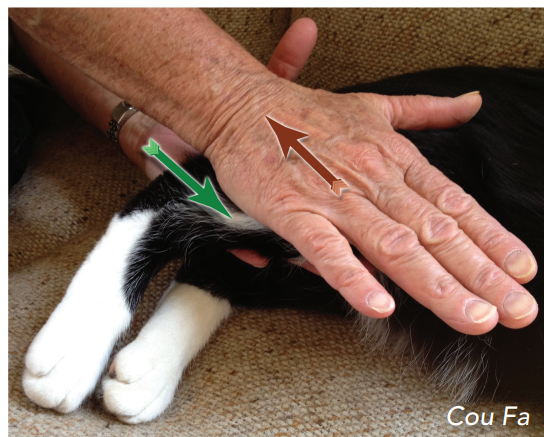 Jak může Tui Na pomoci zmírnit artritidu vaší kočky