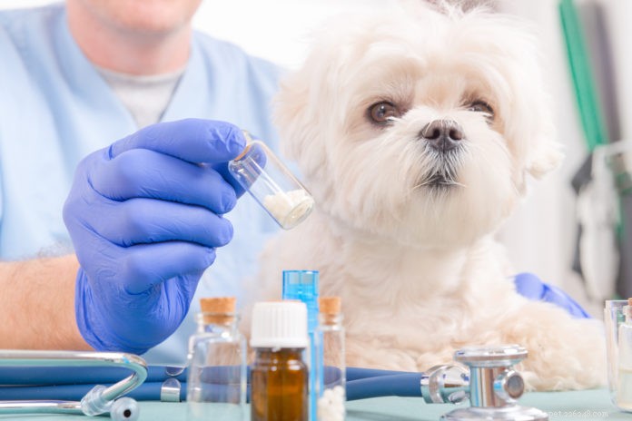 Homeopathie voor de gebitsproblemen van uw dier