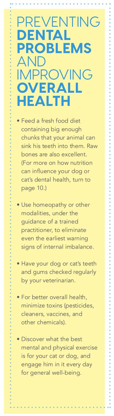 Homeopatia para problemas dentários do seu animal