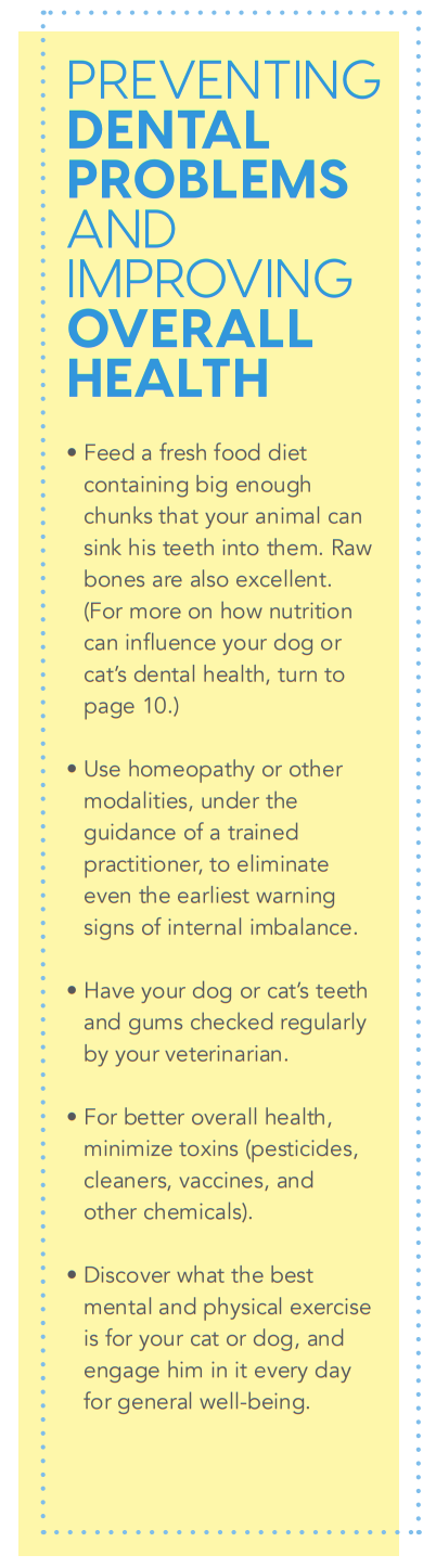 개 또는 고양이의 치아 문제에 대한 동종 요법의 도움