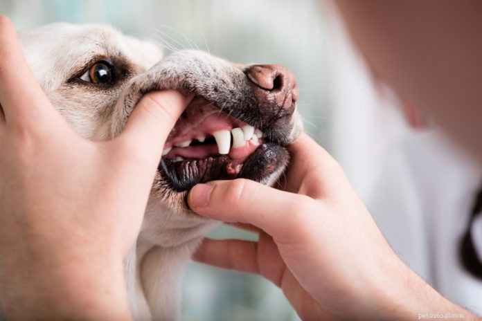 犬や猫の歯の問題に対するホメオパシーの助け 