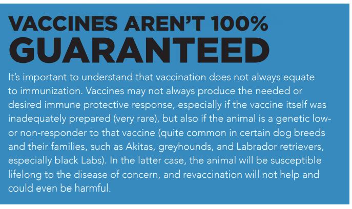 Vaccinare il tuo cane o gatto adulto:cosa devi considerare