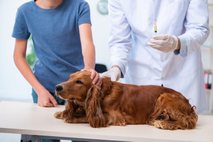 Вакцинация взрослой собаки или кошки:что нужно учитывать
