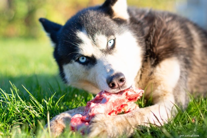 Rått kött och ben – svaret på tandlossning hos hundar och katter?