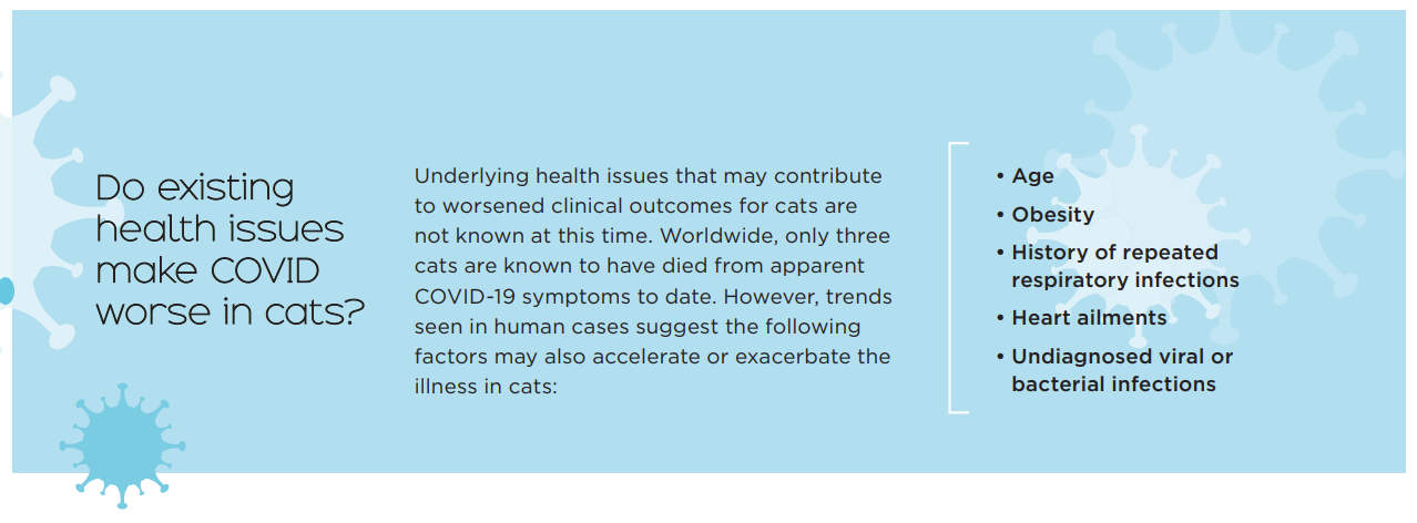 Могут ли кошки заразиться COVID-19?