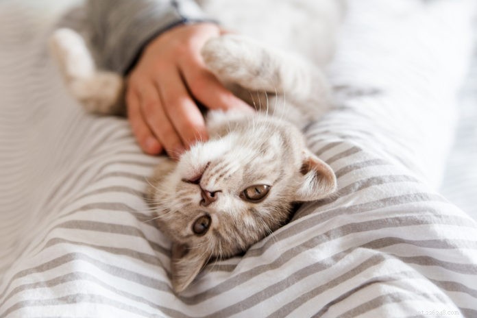 Поддержка почек вашей кошки с помощью точечного массажа