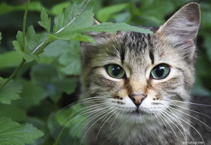 Debate sobre gatos ao ar livre — Parte I