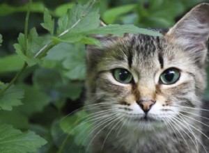 야외 고양이 토론 — 1부