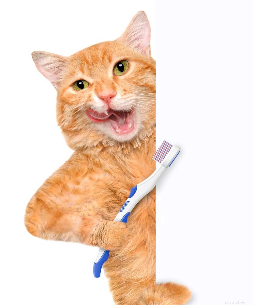 간단한 고양이 치아 건강