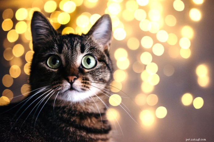 Résolutions du Nouvel An pour un chat en meilleure santé