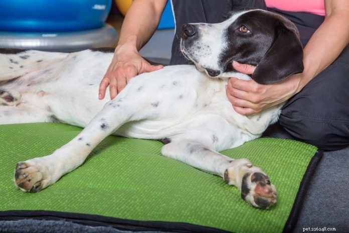 La cura chiropratica può rendere più felice il tuo animale domestico?
