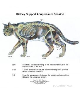シニア猫–腎臓の健康と一般的な老化のための指圧サポート 