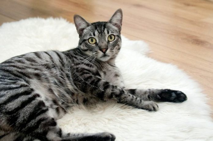 シニア猫–腎臓の健康と一般的な老化のための指圧サポート 