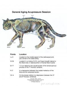 Gatos idosos – suporte de acupressão para a saúde dos rins e envelhecimento geral