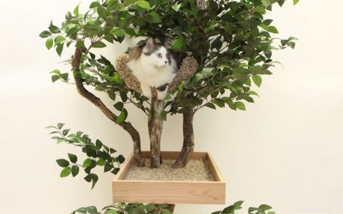 Kattträd och lägenheter