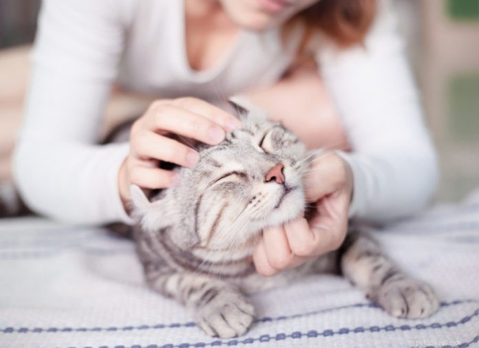 8 способов сделать домашнюю кошку счастливой и здоровой