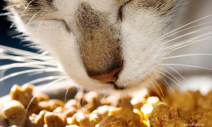 Nutrire il gatto per prevenire problemi dentali