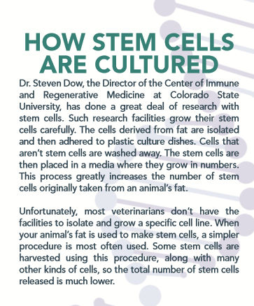 Le cellule staminali e il tuo animale domestico