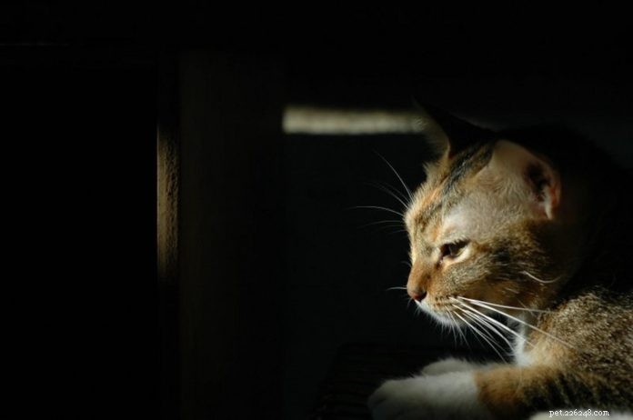 Синдром Пандоры у кошек