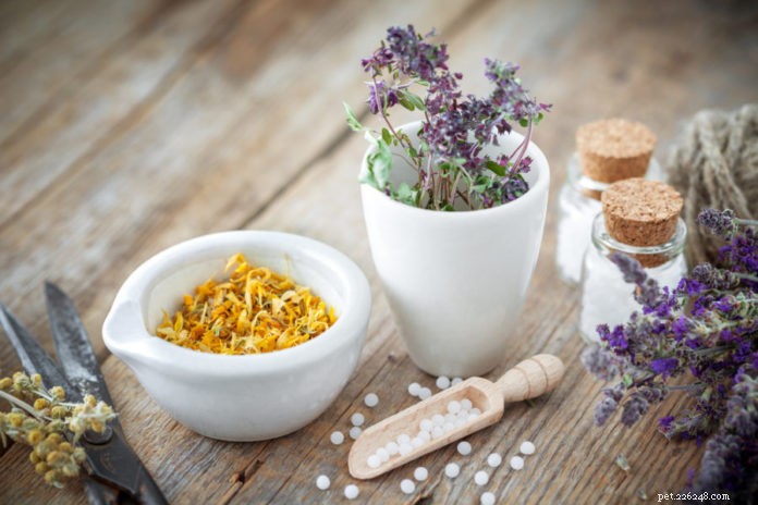 Hoe homeopathie de allergieën van uw huisdier kan genezen