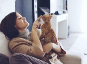 調査により、猫がどのように飼いならされたかについての真実が明らかになりました