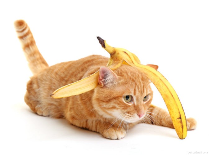 Frukt och grönsaker som du kan dela med din katt
