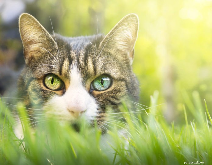 Como satisfazer com segurança os instintos de caça do seu gato
