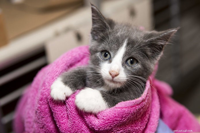 Hoe de ASPCA bespaart en beschermt tijdens het kittenseizoen