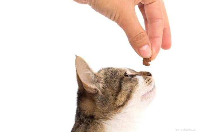Prelibatezze per i denti del tuo gatto