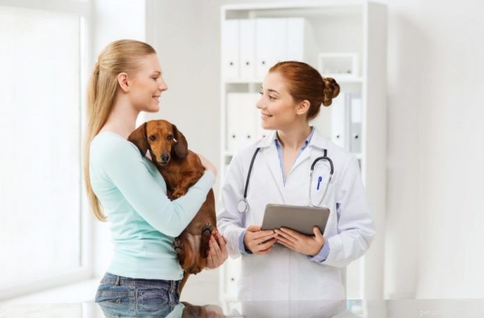 Nalezení správného veterináře pro vás a vašeho mazlíčka