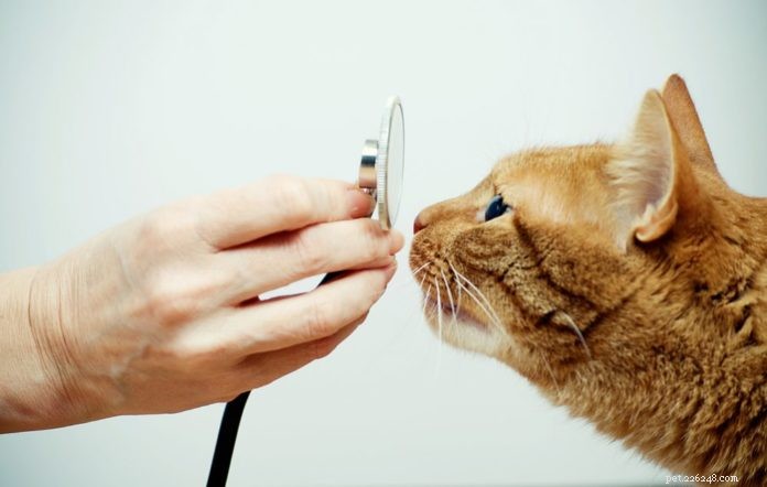 Покупка медицинской страховки для вашей кошки?