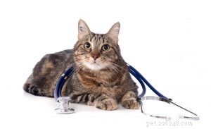 Zorgverzekering voor uw kat kopen?