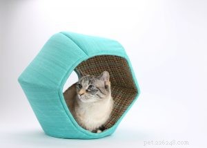 Что нового в лежаках для кошек?