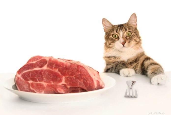 Pourquoi les chats ne peuvent pas être végétariens