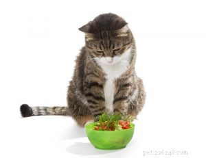 Perché i gatti non possono essere vegetariani