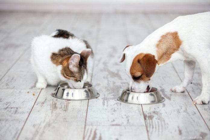Scegliere cibo per animali domestici di qualità per il tuo cane o gatto