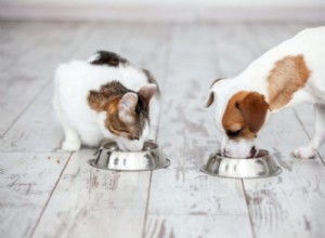 Выбор качественного корма для вашей собаки или кошки