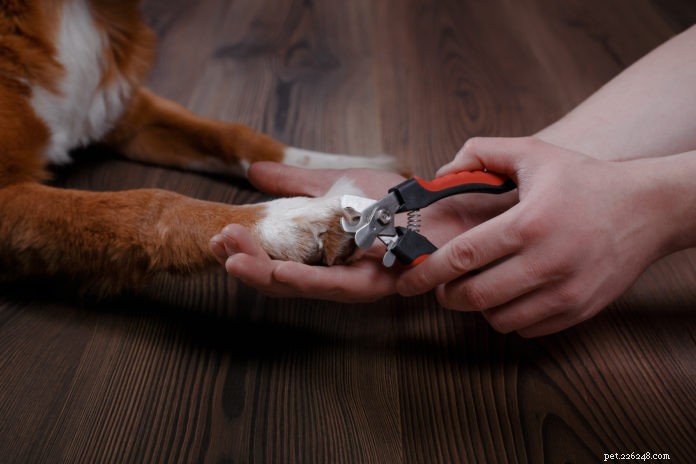 Cura delle unghie per cani e gatti
