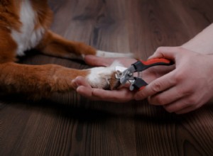 개와 고양이를 위한 손톱 관리