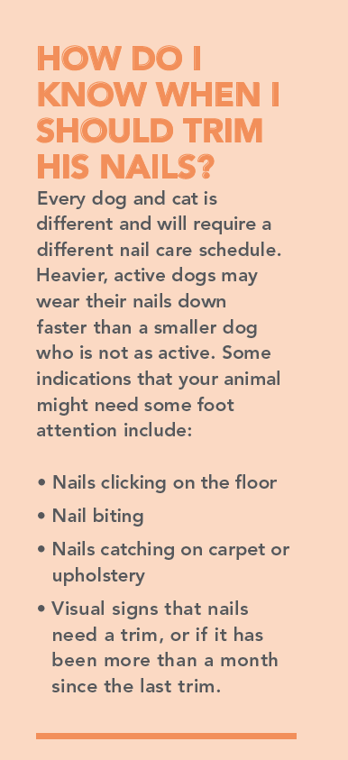 Cura delle unghie per cani e gatti