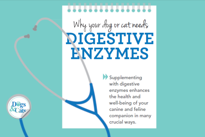 Por que seu cão ou gato precisa de enzimas digestivas