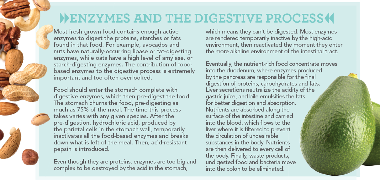 Pourquoi votre chien ou votre chat a besoin d enzymes digestives